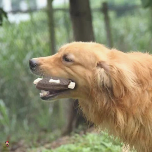 dog toy chew teeth